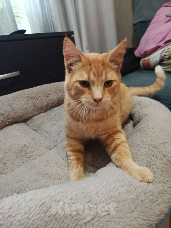 Кошки в Челябинске: Тайский котёнок Мальчик, Бесплатно - фото 2