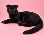 Кошки в Люберцах: Молли — маленькая чёрная мурлыка, которая обожает ручки Девочка, Бесплатно - фото 6