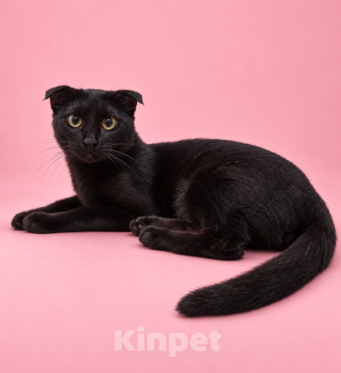 Кошки в Люберцах: Молли — маленькая чёрная мурлыка, которая обожает ручки Девочка, Бесплатно - фото 6