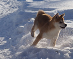 Собаки в Москве: Сиба ину щенок Мальчик, 70 000 руб. - фото 5