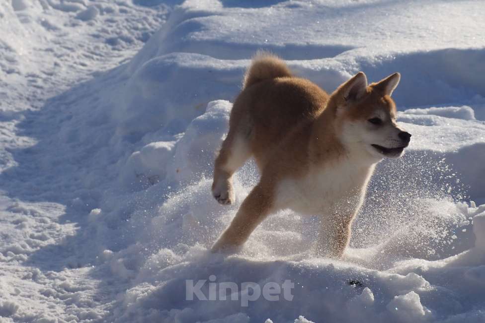 Собаки в Москве: Сиба ину щенок Мальчик, 70 000 руб. - фото 5