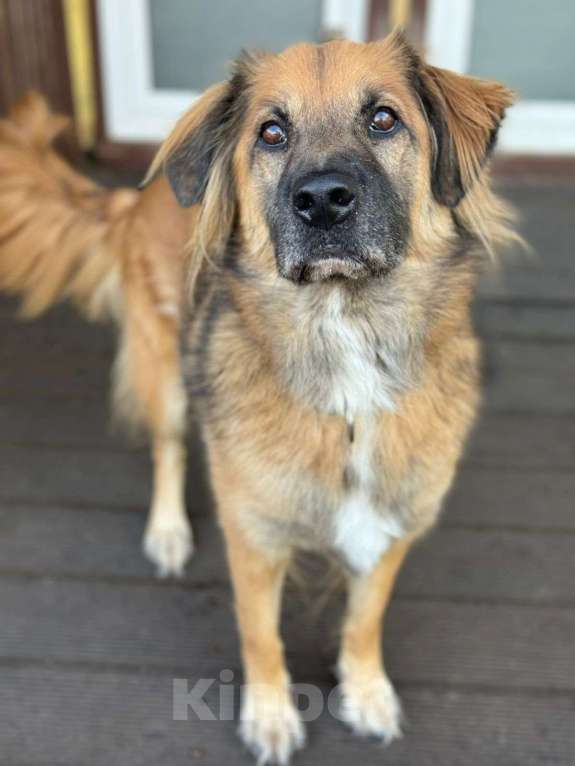 Собаки в Москве: Пушистый рыжий пёс Миша в добрые руки Мальчик, 1 руб. - фото 2