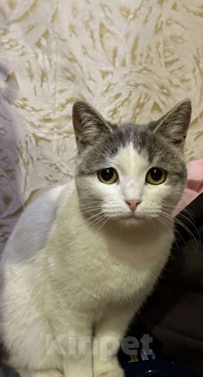 Кошки в Туле: Котенок в добрые руки СРОЧНО Девочка, Бесплатно - фото 1