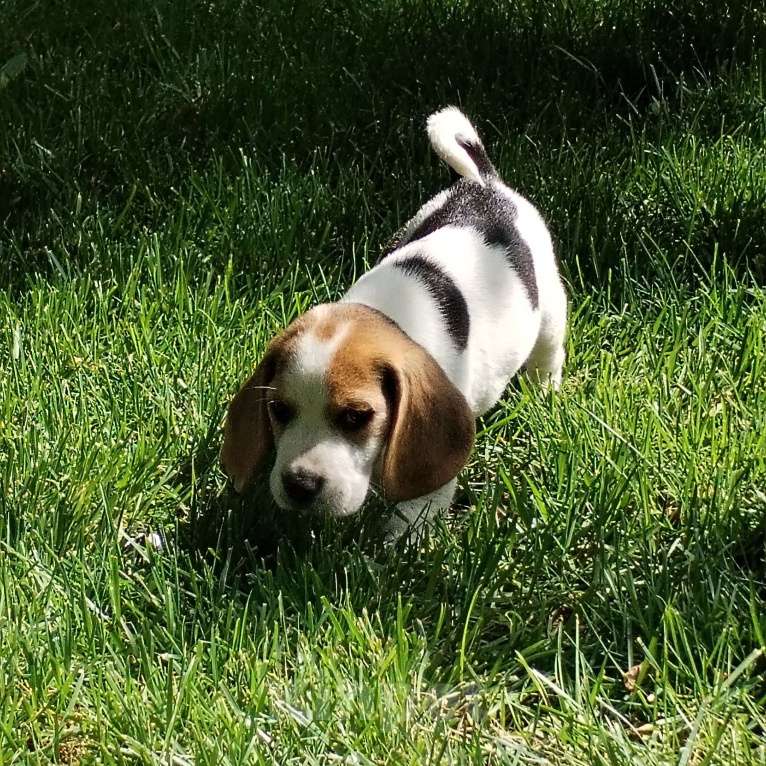 Собаки в Казани: Щенки бигль Мальчик, 28 000 руб. - фото 5