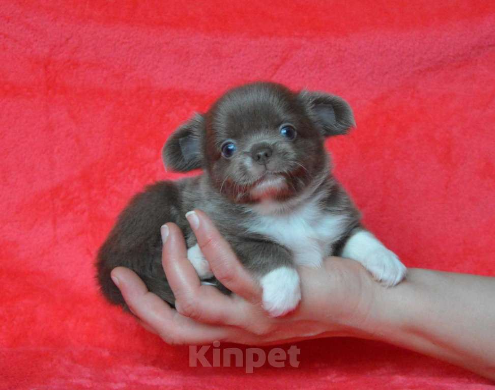 Собаки в Москве: лиловая с белым девочка чихуа-хуа Девочка, Бесплатно - фото 2