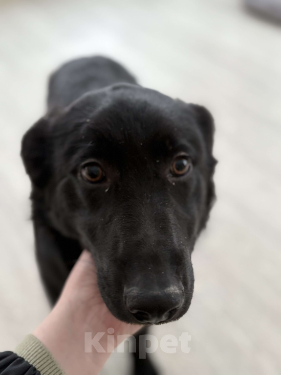 Собаки в Москве: Обаятельный Джерик ищет дом!  Мальчик, Бесплатно - фото 3