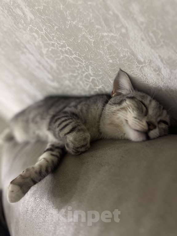 Кошки в Щелково: Отдам котика в добрые руки Мальчик, Бесплатно - фото 3