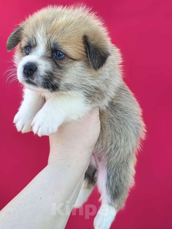 Собаки в Москве: Девочка вельш корги пемброк Девочка, 60 000 руб. - фото 6