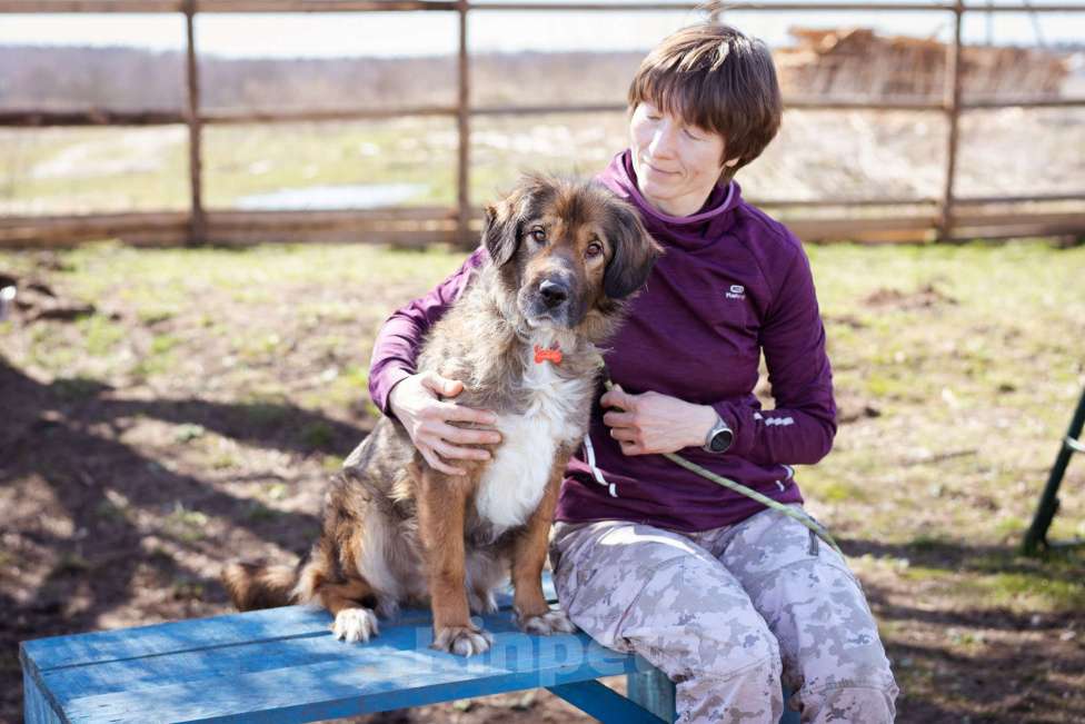 Собаки в Москве: Небольшая девчонка в добрые руки Девочка, Бесплатно - фото 3