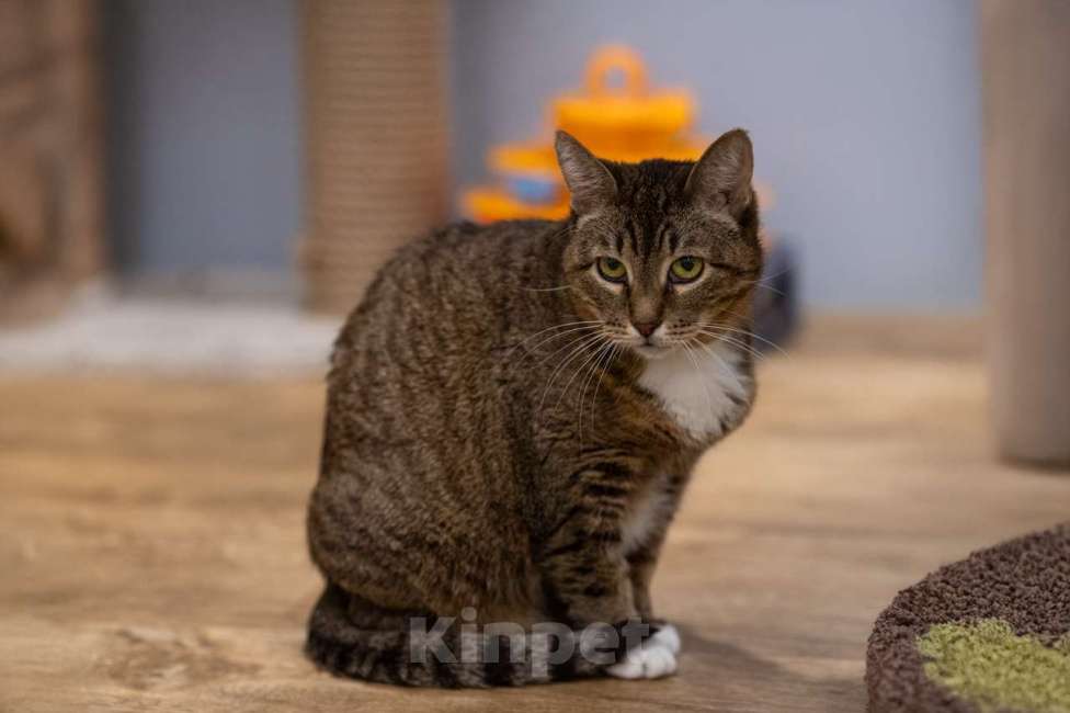 Кошки в Москве: Кошка Ройбуш в добрые руки Девочка, Бесплатно - фото 6