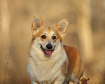 Собаки в Энгельс-19: Кобель на вязку Мальчик, 50 000 руб. - фото 2