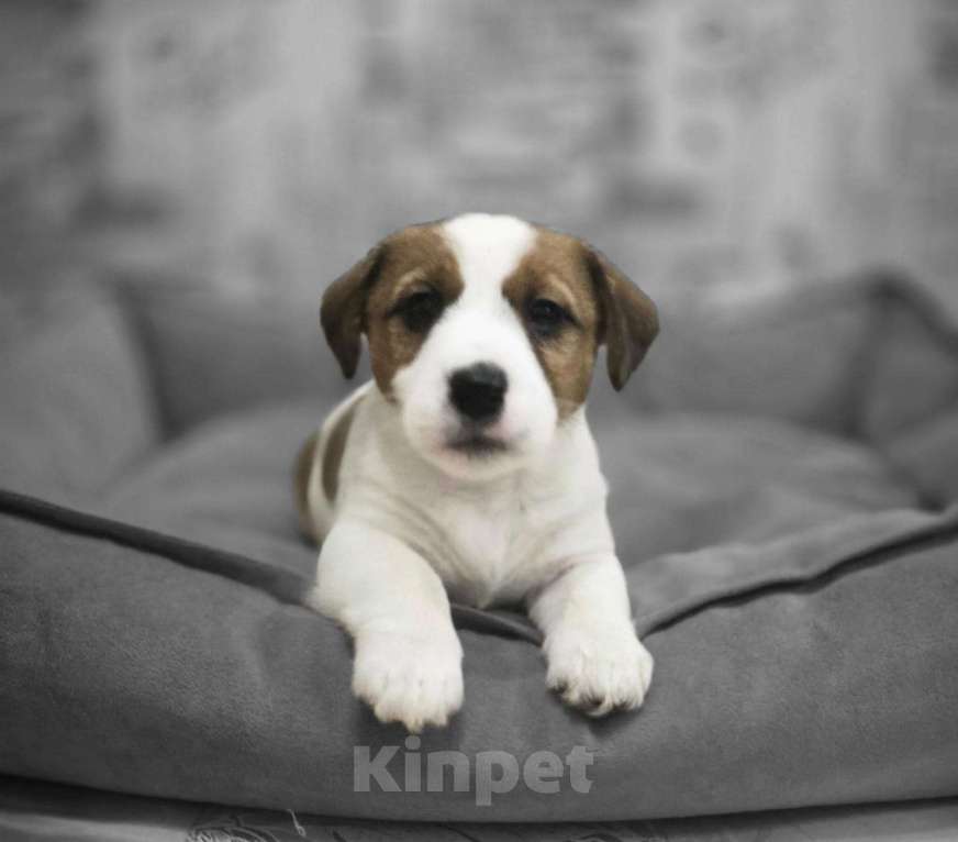 Собаки в Туле: Джек Рассел Терьер щенки Мальчик, 60 000 руб. - фото 4