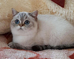 Кошки в Новоалександровске: Скоттиш страйт, 6 000 руб. - фото 4