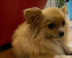Собаки в Пензе: Пропала собачка Мальчик, 20 000 руб. - фото 1