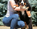 Собаки в Краснодаре: Бернская горная собака Девочка, 1 руб. - фото 1