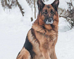 Собаки в Москве: Немецкая овчарка ищет дом Мальчик, Бесплатно - фото 3