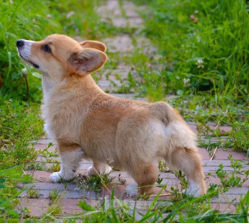 Собаки в Москве: Корги Мальчик, 49 999 руб. - фото 7