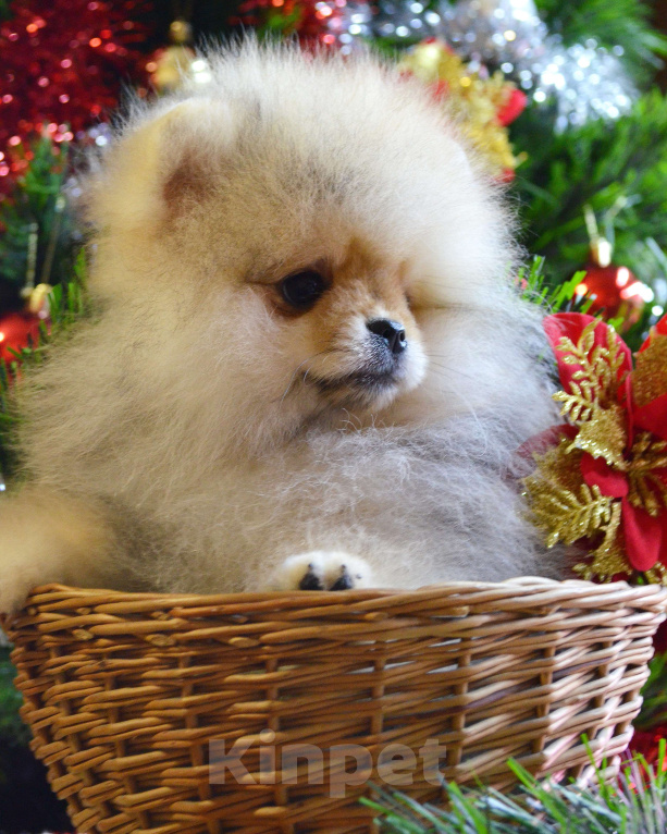 Собаки в Бийске: Щенки померанского щенка Мальчик, 40 000 руб. - фото 2