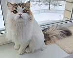 Кошки в Ярославле: Шотландская длинношерстная девочка Девочка, 15 000 руб. - фото 1
