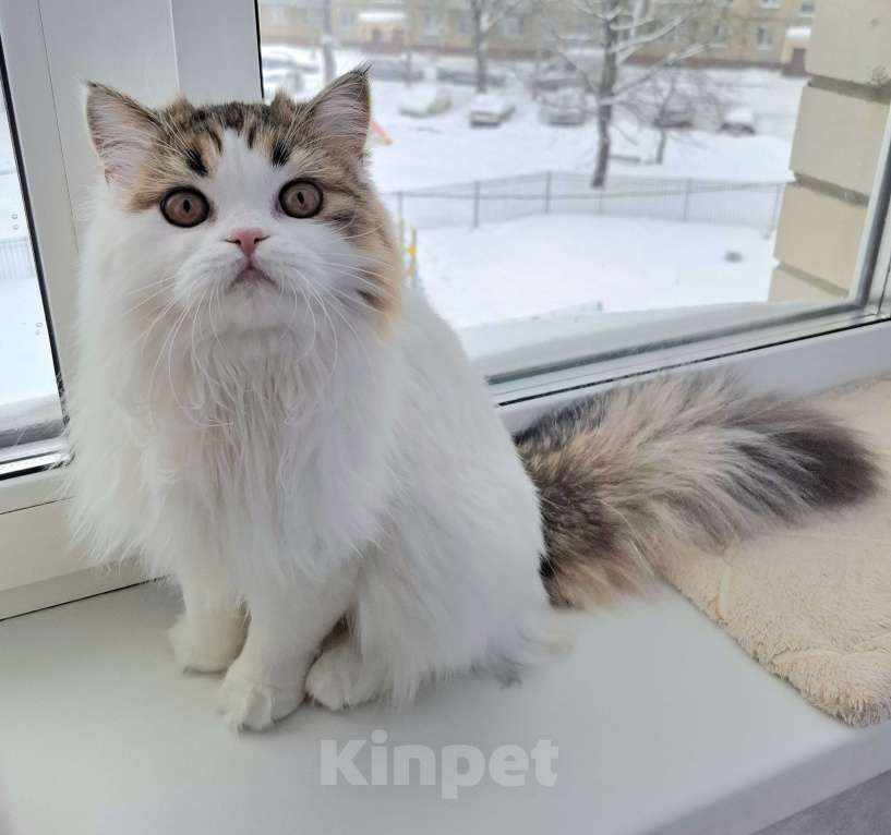 Кошки в Ярославле: Шотландская длинношерстная девочка Девочка, 15 000 руб. - фото 1