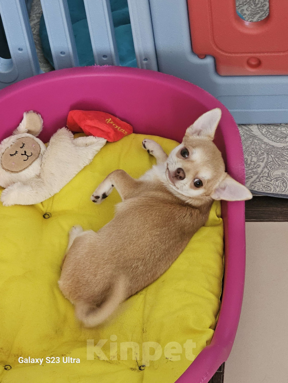 Собаки в других городах Челябинской области: Нежная рыжулька Девочка, 70 000 руб. - фото 2