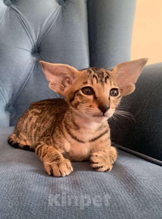 Кошки в Челябинске: Ориентальная девочка  Девочка, 60 000 руб. - фото 4