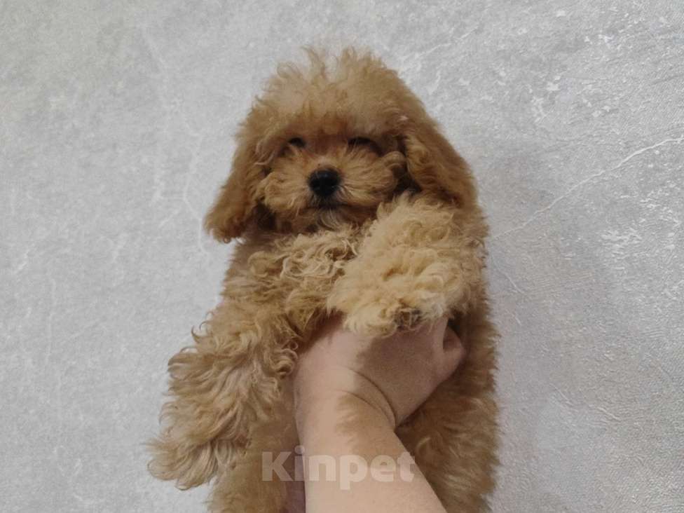 Собаки в Липецке: щенок той пудель Мальчик, 55 000 руб. - фото 2