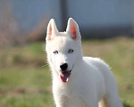 Собаки в Москве: Белый голубоглазый щенок сибирский хаски Мальчик, 50 000 руб. - фото 2