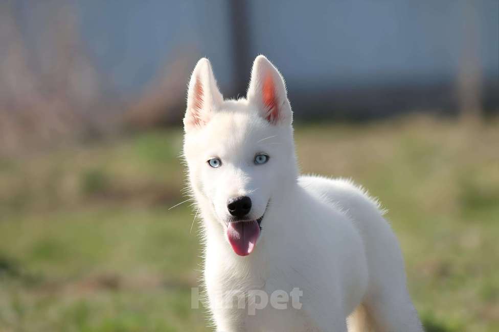 Собаки в Москве: Белый голубоглазый щенок сибирский хаски Мальчик, 50 000 руб. - фото 2