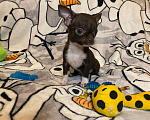 Собаки в Красногорске: Малыш чихуахуа Мальчик, 15 000 руб. - фото 3