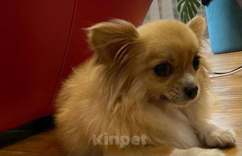 Собаки в Пензе: Пропала собачка Мальчик, 20 000 руб. - фото 1