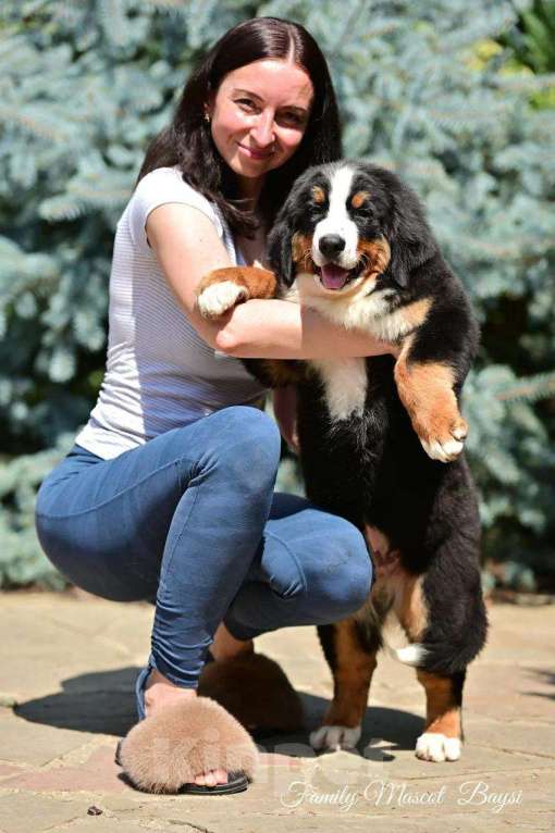 Собаки в Краснодаре: Бернская горная собака Девочка, 1 руб. - фото 1