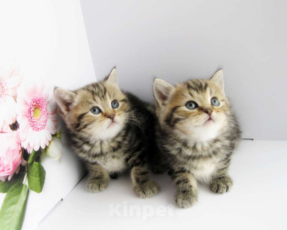 Кошки в Ставрополе: Шотландские котята с документами Разнополые, 10 000 руб. - фото 6