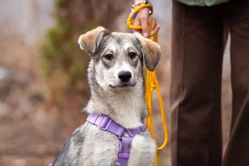 Собаки в Москве: Ласковая малышка Рэя ищет семью.  Девочка, Бесплатно - фото 3