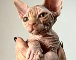 Кошки в Королеве: Очаровательный сфинксеныш из питомника Мальчик, 50 000 руб. - фото 1