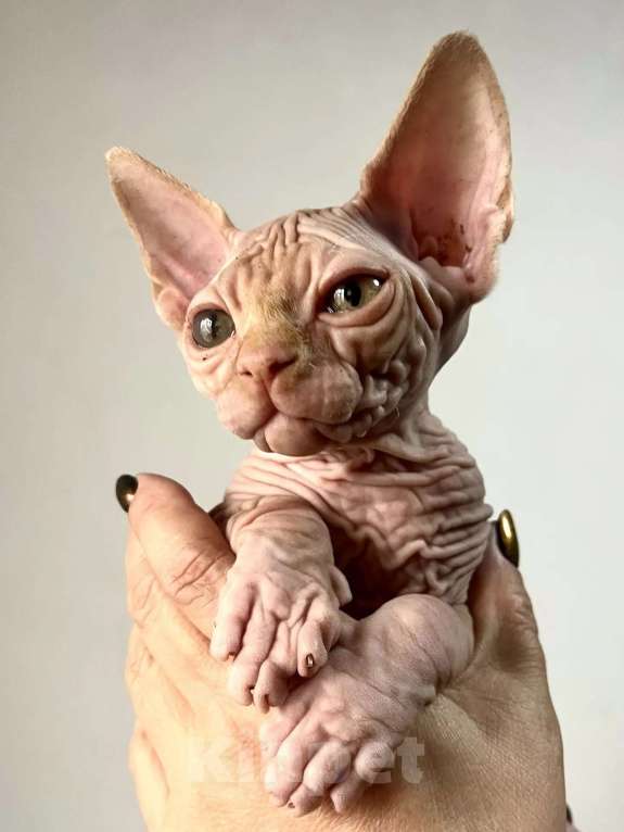 Кошки в Королеве: Очаровательный сфинксеныш из питомника Мальчик, 50 000 руб. - фото 1