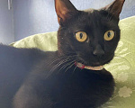 Кошки в Москве: Очаровательная Ночка ищет семью Девочка, Бесплатно - фото 6
