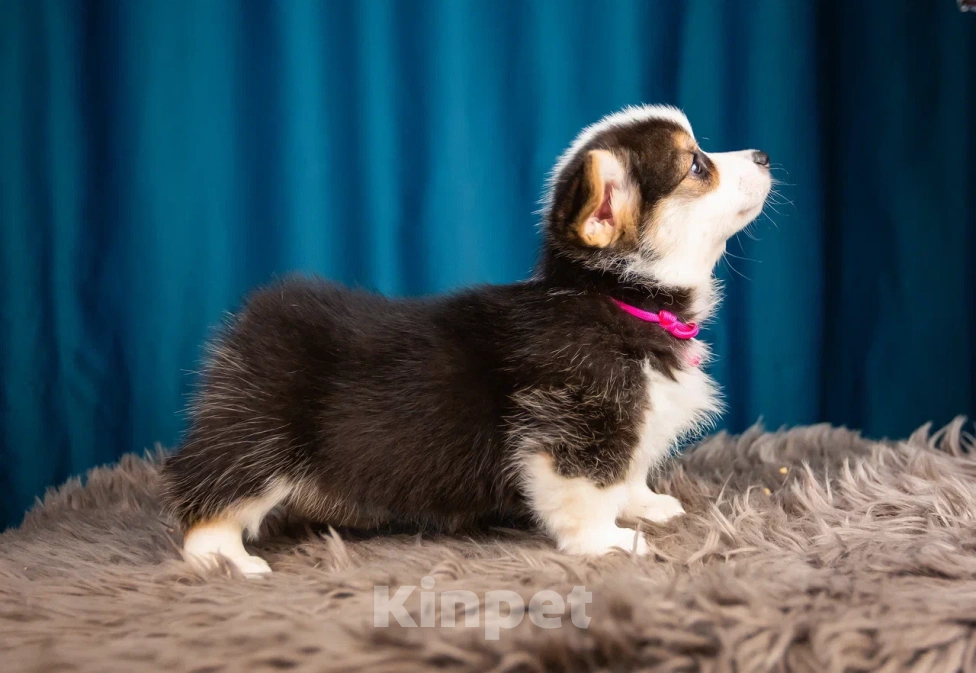 Собаки в Новосибирске: Валерия щенок Вельш-Корги Пемброк  Девочка, 65 000 руб. - фото 5