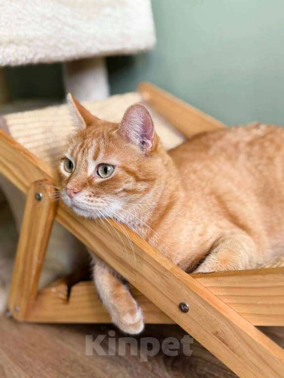 Кошки в Балашихе: Апельсин Мальчик, Бесплатно - фото 1