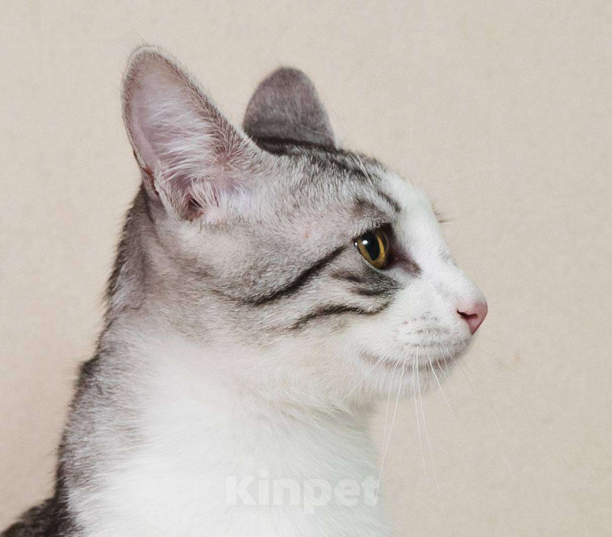 Кошки в Москве: Тиша в костюмчике готов стать домашним Мальчик, Бесплатно - фото 4