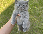 Кошки в Казани: Продаем котят британцы Разнополые, 4 000 руб. - фото 2