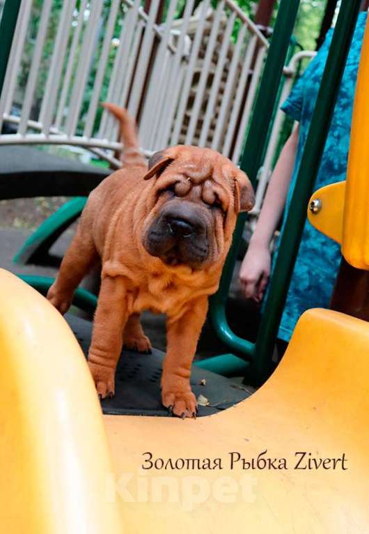Собаки в Москве: Щенок шар-пея девочка по кличке Зиверт Девочка, 50 000 руб. - фото 2