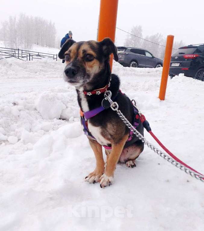 Собаки в Санкт-Петербурге: Маленькая хрупкая собачка ищет дом Девочка, Бесплатно - фото 2