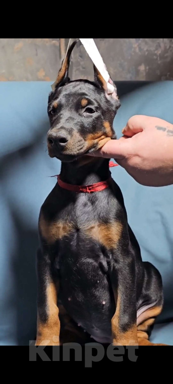 Собаки в Москве: Щенки добермана Девочка, Бесплатно - фото 8