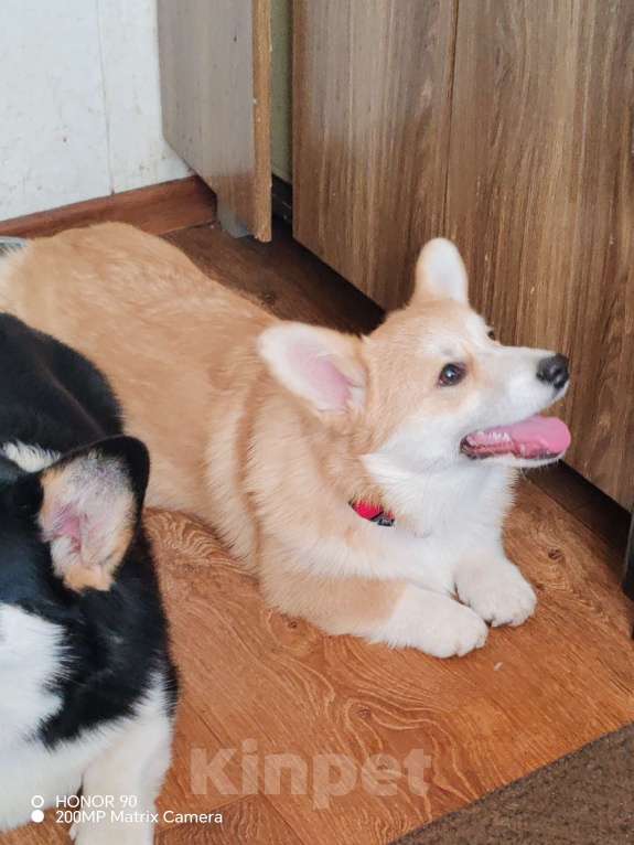 Собаки в Симферополе: Девочка корги Девочка, 100 000 руб. - фото 3