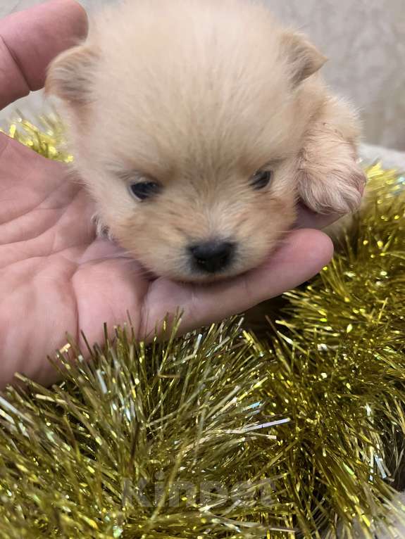 Собаки в Сургуте: НЕМЕЦКИЙ ШПИЦ  Девочка, 35 000 руб. - фото 9