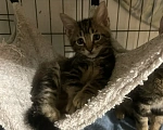 Кошки в Санкт-Петербурге: Ищем дом спасенных  с улицы котят! 🐾 Мальчик, Бесплатно - фото 5