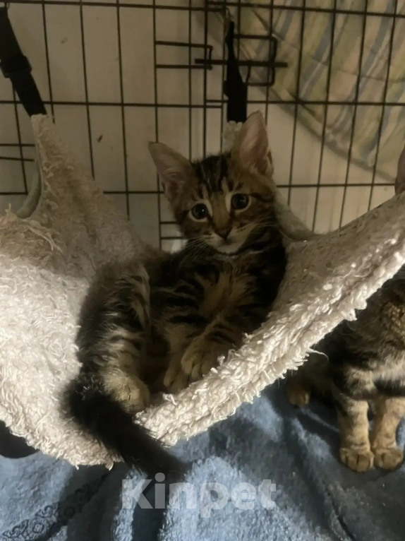 Кошки в Санкт-Петербурге: Ищем дом спасенных  с улицы котят! 🐾 Мальчик, Бесплатно - фото 5