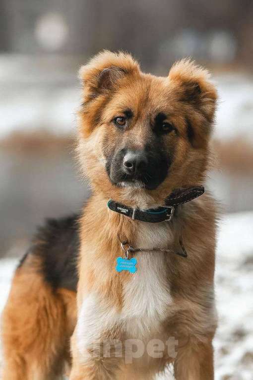 Собаки в Москве: Малыш ищет семью! Мальчик, Бесплатно - фото 2