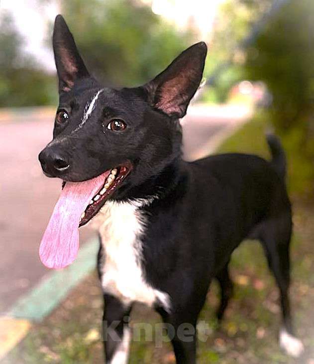 Собаки в Москве: Пес Малыш в дар на радость и счастье!)) Мальчик, Бесплатно - фото 6
